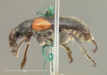 Media type: image; Entomology 8595   Aspect: habitus lateral view
